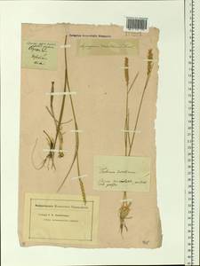 Agropyron desertorum (Fisch. ex Link) Schult., Siberia, Altai & Sayany Mountains (S2) (Russia)