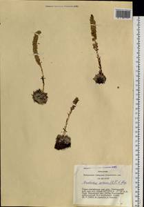 Orostachys spinosa (L.) Mey. ex A. Berger, Siberia, Altai & Sayany Mountains (S2) (Russia)