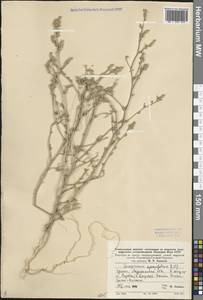 Corispermum hyssopifolium L., Eastern Europe, Lower Volga region (E9) (Russia)