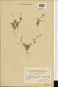 Roemeria hybrida (L.) DC., Middle Asia, Western Tian Shan & Karatau (M3) (Kazakhstan)