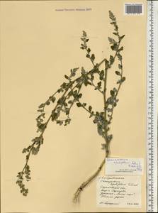 Chenopodium opulifolium Schrad., Eastern Europe, Lower Volga region (E9) (Russia)