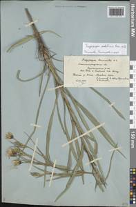 Tragopogon podolicus Besser ex DC., Eastern Europe, Lower Volga region (E9) (Russia)