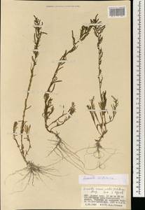 Suaeda sibirica Lomon. & Freitag, Mongolia (MONG) (Mongolia)