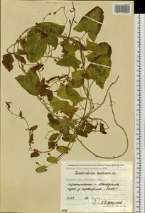 Convolvulus arvensis L., Siberia, Chukotka & Kamchatka (S7) (Russia)