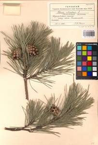 Pinus sylvestris L., Eastern Europe, Moscow region (E4a) (Russia)