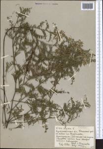 Vicia cracca L., Middle Asia, Northern & Central Kazakhstan (M10) (Kazakhstan)