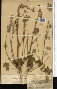 Aconitum rotundifolium Kar. & Kir., Middle Asia, Pamir & Pamiro-Alai (M2) (Kyrgyzstan)