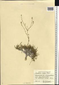 Lepidium meyeri Claus, Eastern Europe, Central forest-and-steppe region (E6) (Russia)