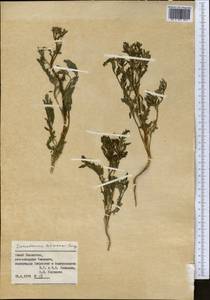 Eremodaucus lehmannii Bunge, Middle Asia, Syr-Darian deserts & Kyzylkum (M7) (Kazakhstan)