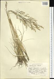 Deschampsia cespitosa subsp. cespitosa, Siberia, Yakutia (S5) (Russia)