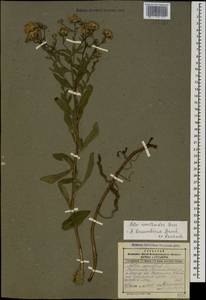 Aster amellus subsp. bessarabicus (Bernh. ex Rchb.) Soó, Caucasus, Dagestan (K2) (Russia)