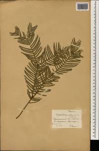 Cephalotaxus harringtonii (Knight ex J.Forbes) K.Koch, Botanic gardens and arboreta (GARD) (Russia)