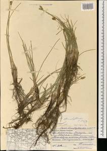 Carex stenophylla subsp. stenophylloides (V.I.Krecz.) T.V.Egorova, Mongolia (MONG) (Mongolia)