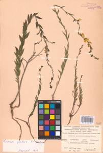 MHA 0 159 381, Linaria genistifolia (L.) Mill., Eastern Europe, North Ukrainian region (E11) (Ukraine)