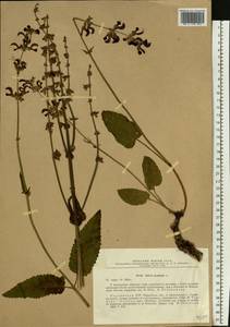 Salvia pratensis L., Eastern Europe, South Ukrainian region (E12) (Ukraine)