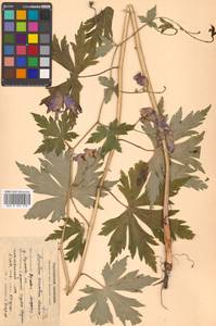 Aconitum sczukinii Turcz., Siberia, Russian Far East (S6) (Russia)