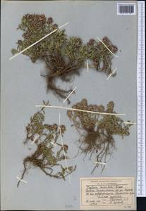 Thymus incertus Klokov, Middle Asia, Western Tian Shan & Karatau (M3) (Kyrgyzstan)