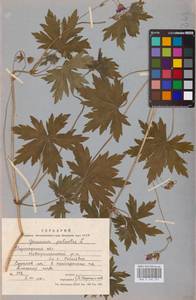 Geranium palustre L., Eastern Europe, Central forest-and-steppe region (E6) (Russia)