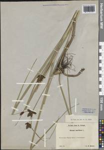 Bolboschoenus maritimus (L.) Palla, Western Europe (EUR) (Finland)