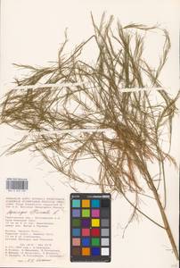 Asparagus officinalis L., Eastern Europe, Lower Volga region (E9) (Russia)