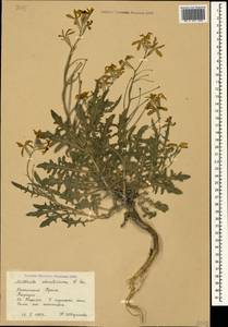 Matthiola odoratissima (Pall. ex M.Bieb.) W.T. Aiton, Crimea (KRYM) (Russia)