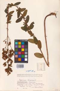 Hypericum hirsutum L., Eastern Europe, West Ukrainian region (E13) (Ukraine)