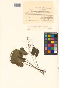 Micranthes fusca (Maxim.) S. Akiyama & H. Ohba, Siberia, Russian Far East (S6) (Russia)