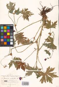 Geranium palustre L., Eastern Europe, Moscow region (E4a) (Russia)