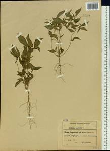 Acalypha australis L., Siberia, Russian Far East (S6) (Russia)