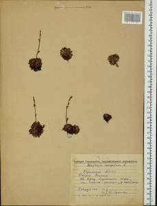 Saxifraga cespitosa, Eastern Europe, Northern region (E1) (Russia)