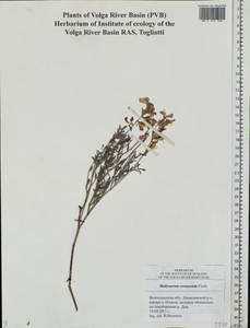 Hedysarum cretaceum DC., Eastern Europe, Lower Volga region (E9) (Russia)