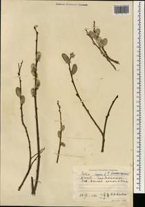 Salix capusii Franch., South Asia, South Asia (Asia outside ex-Soviet states and Mongolia) (ASIA) (North Korea)