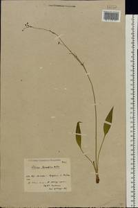 Alisma lanceolatum With., Eastern Europe, Moscow region (E4a) (Russia)