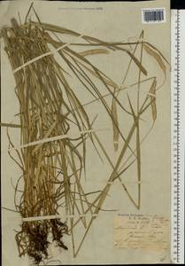 Alopecurus pratensis × arundinaceus, Eastern Europe, Latvia (E2b) (Latvia)