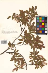 Salix saposhnikovii A. K. Skvortsov, Siberia, Altai & Sayany Mountains (S2) (Russia)
