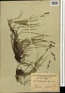 Carex dacica Heuff., Caucasus, South Ossetia (K4b) (South Ossetia)