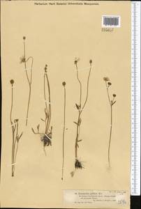 Ranunculus pedatus Waldst. & Kit., Middle Asia, Muyunkumy, Balkhash & Betpak-Dala (M9) (Kazakhstan)