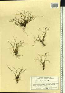 Carex lachenalii subsp. lachenalii, Siberia, Central Siberia (S3) (Russia)