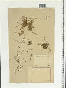 Sagina procumbens, Eastern Europe, Moscow region (E4a) (Russia)