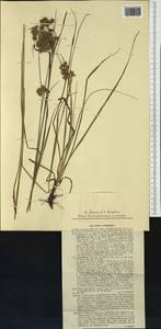 Luzula luzuloides (Lam.) Dandy & E.Willm., Western Europe (EUR) (Slovakia)