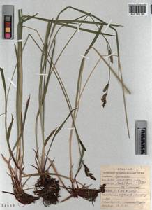 KUZ 003 195, Carex orbicularis Boott, Siberia, Altai & Sayany Mountains (S2) (Russia)