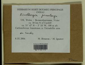 Kindbergia praelonga (Hedw.) Ochyra, Bryophytes, Bryophytes - Western Europe (BEu) (United Kingdom)