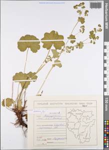 Alchemilla hebescens Juz., Eastern Europe, Eastern region (E10) (Russia)