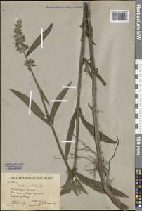 Stachys palustris L., Eastern Europe, Central forest-and-steppe region (E6) (Russia)