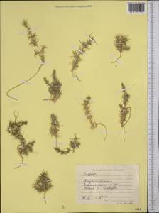 Salsola, Middle Asia, Pamir & Pamiro-Alai (M2) (Tajikistan)