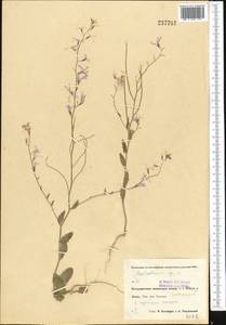 Malcolmia grandiflora (Bunge) Kuntze, Middle Asia, Pamir & Pamiro-Alai (M2) (Uzbekistan)