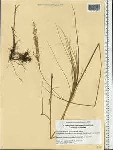 Calamagrostis canescens (Weber) Roth, Eastern Europe, North-Western region (E2) (Russia)