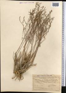 Seriphidium turanicum (Krasch.) Poljak., Middle Asia, Muyunkumy, Balkhash & Betpak-Dala (M9) (Kazakhstan)
