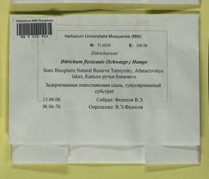 Flexitrichum flexicaule (Schwägr.) Ignatov & Fedosov, Bryophytes, Bryophytes - Krasnoyarsk Krai, Tyva & Khakassia (B17) (Russia)