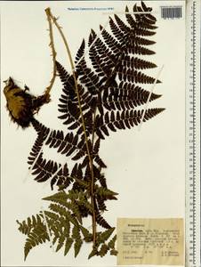 Dryopteris, Africa (AFR) (Ethiopia)